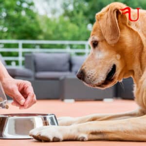 Curso Básico La Alimentación Saludable en Caninos y Felinos Formación Universitaria