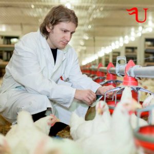 Curso Planes de Reproducción y Producción en la Explotación Avícola Formación Universitaria